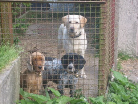 chiens