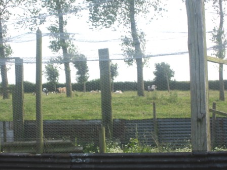 vache